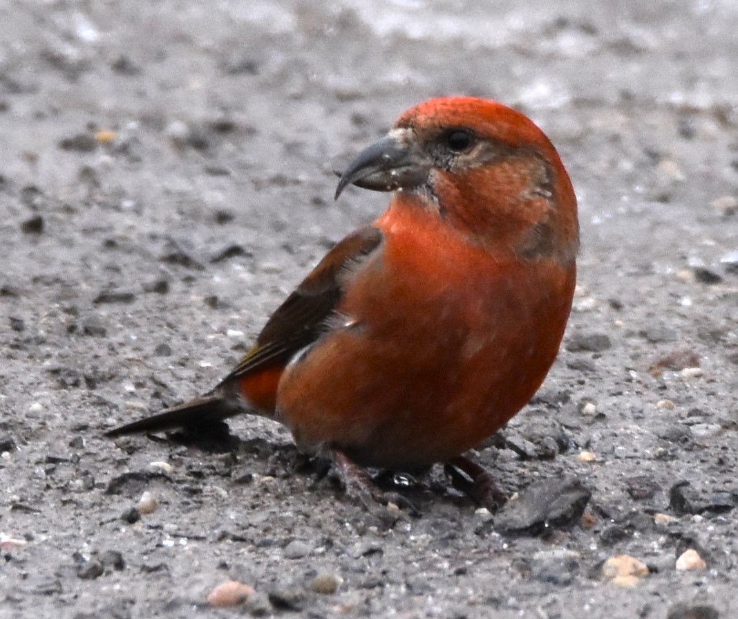 Red Crossbill - ML614319970