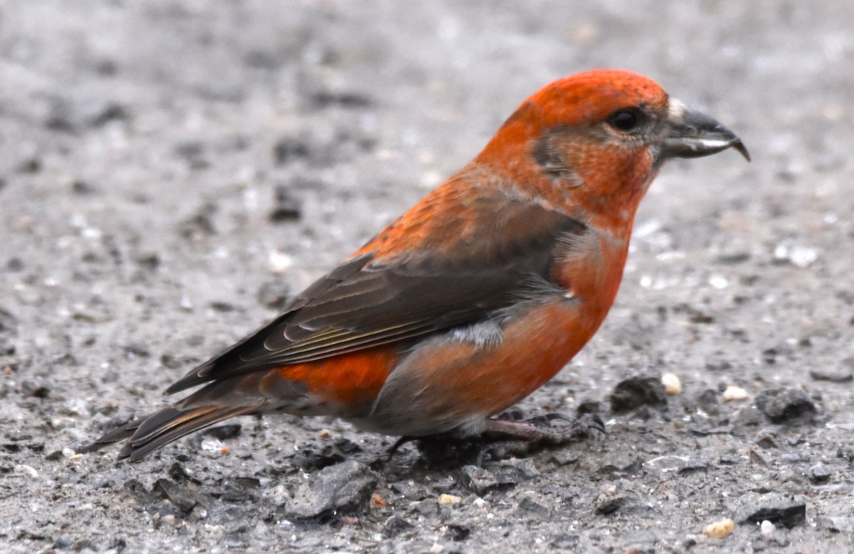 Red Crossbill - ML614319972