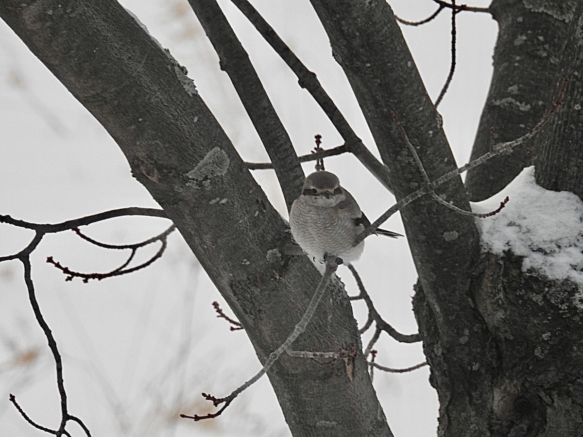 Northern Shrike - ML614320010