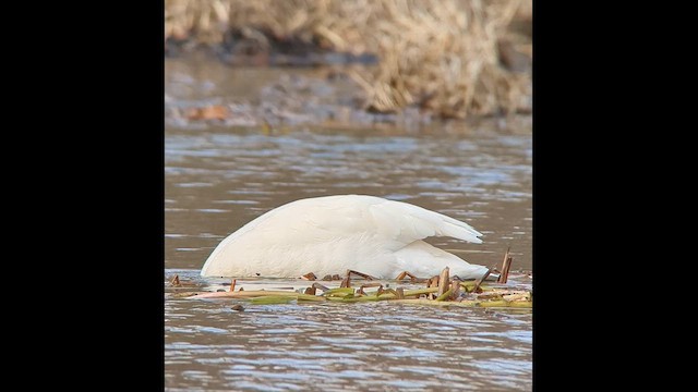 Trompeterschwan - ML614320053