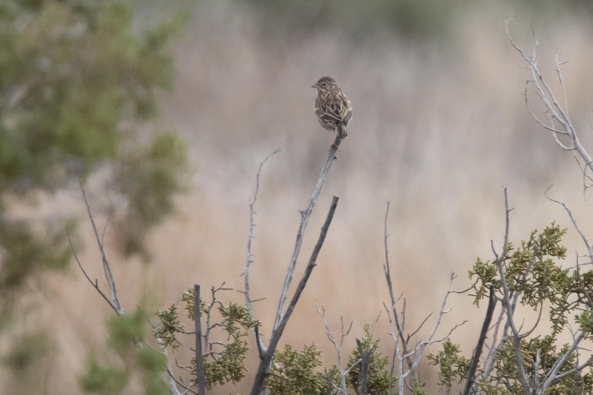 Vesper Sparrow - Conor McMahon