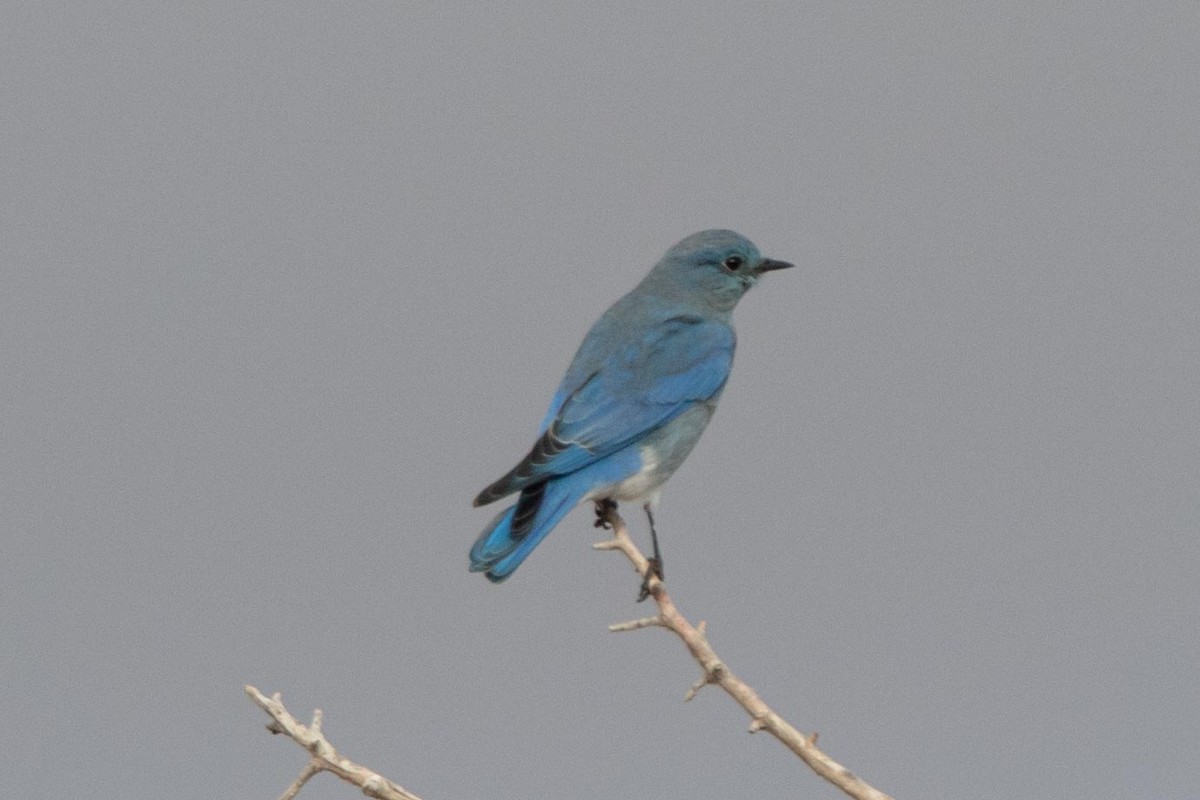 Mountain Bluebird - ML614320057