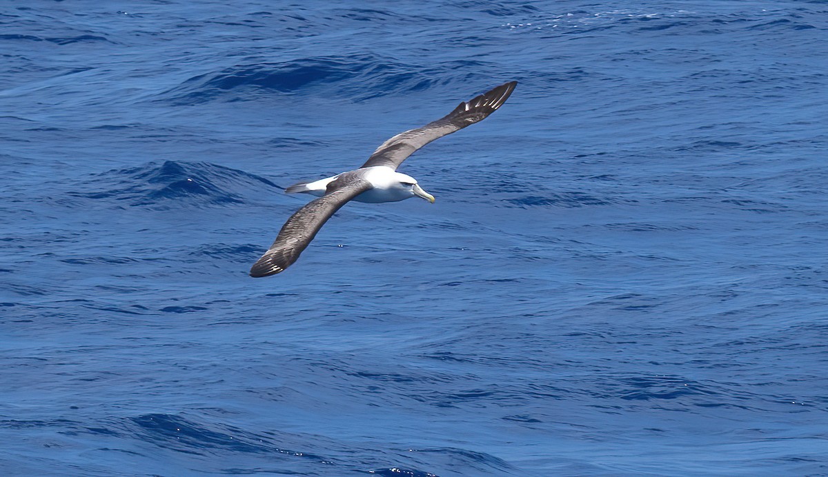 White-capped Albatross - ML614320101