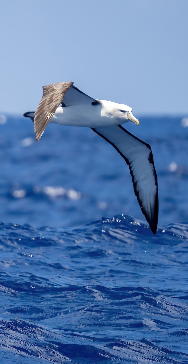 White-capped Albatross - ML614320103