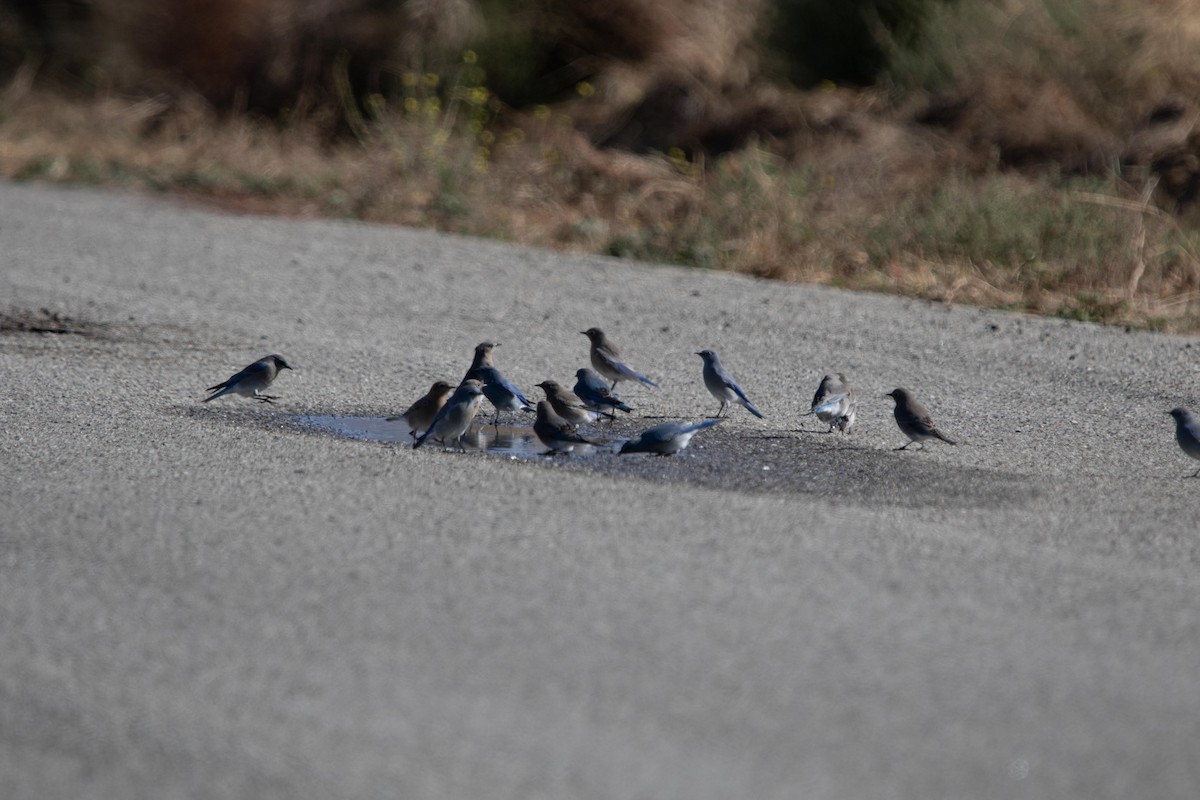 Mountain Bluebird - ML614320106