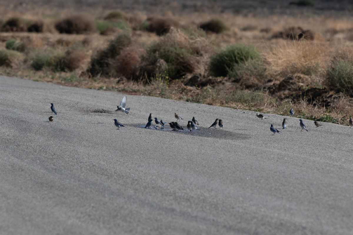 Mountain Bluebird - ML614320107