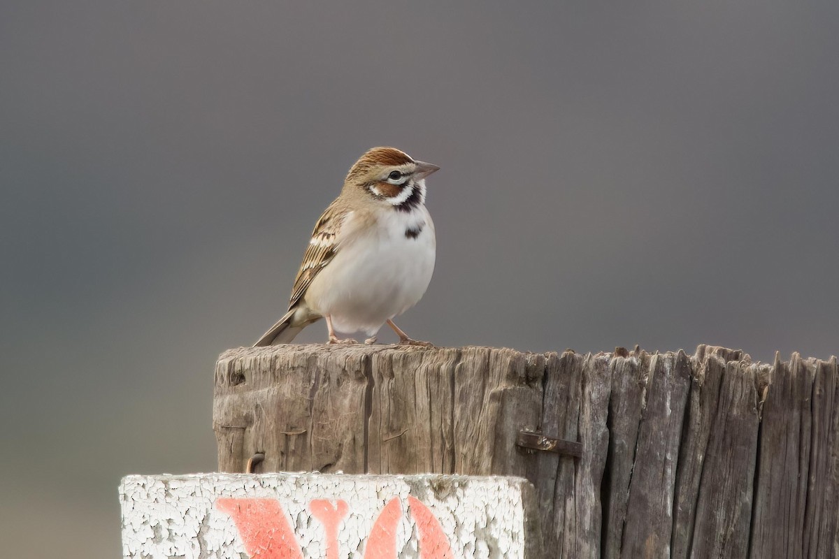 Lark Sparrow - ML614320141