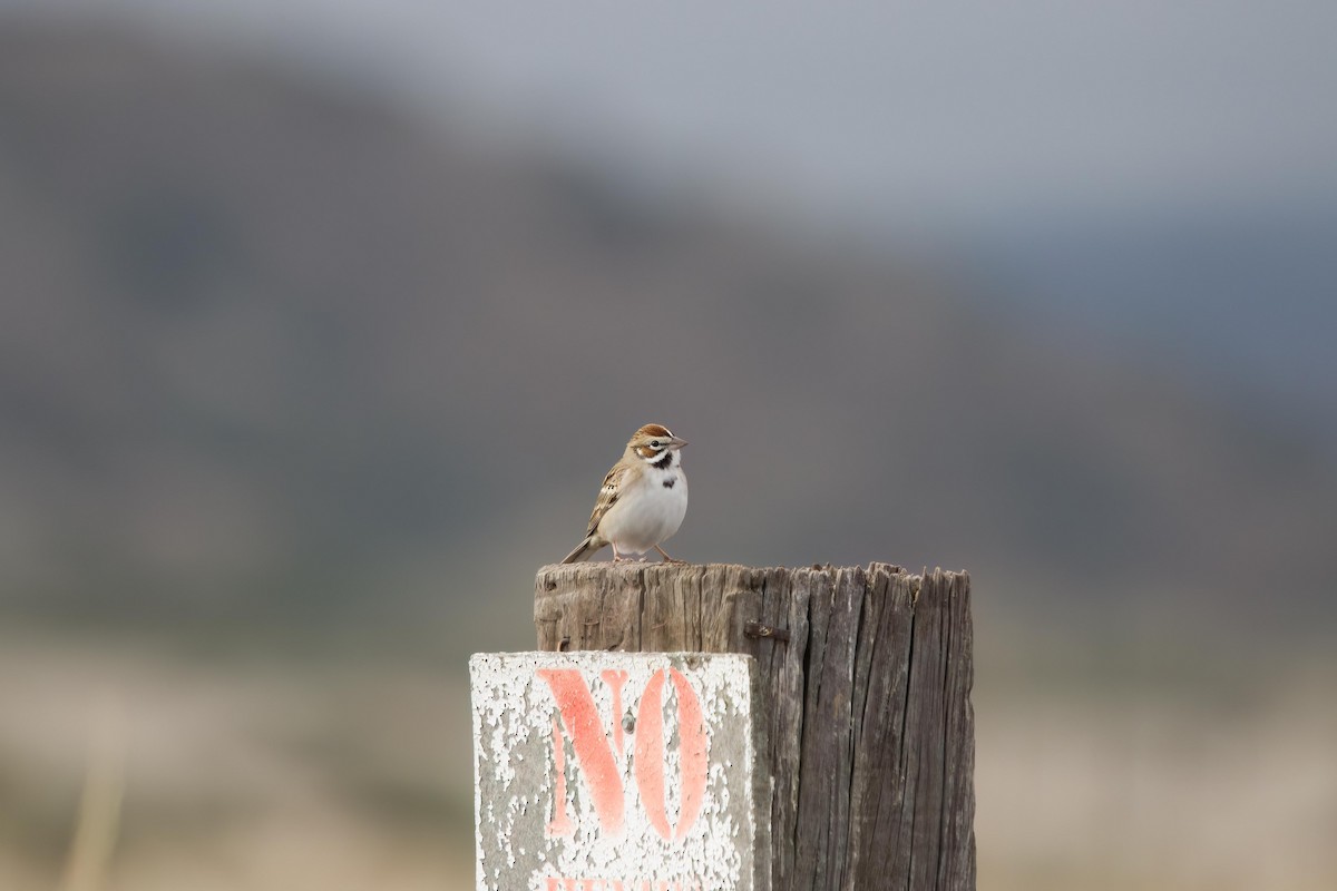 Lark Sparrow - ML614320142