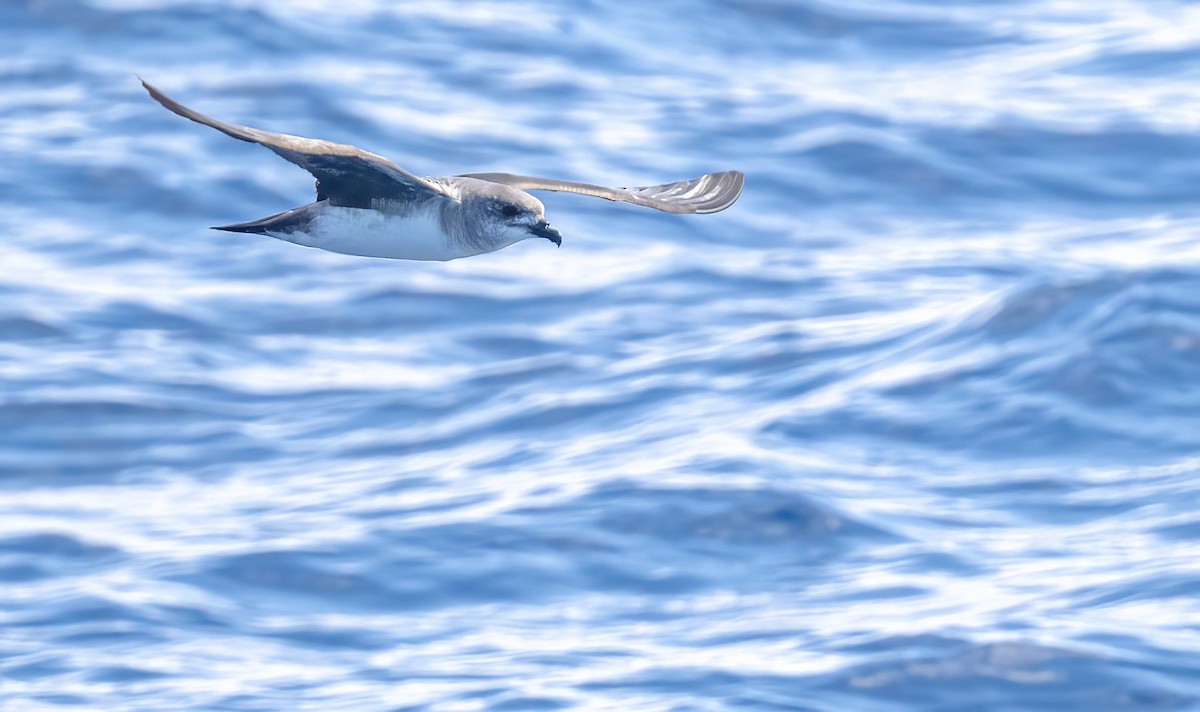 Herald Petrel - ML614320151