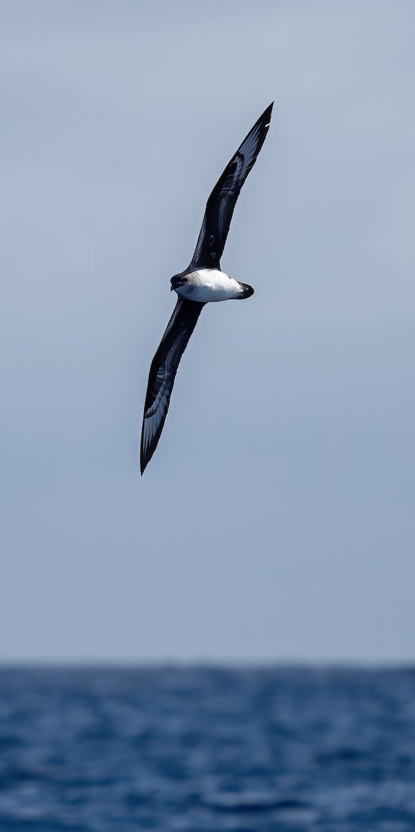 Herald Petrel - ML614320152