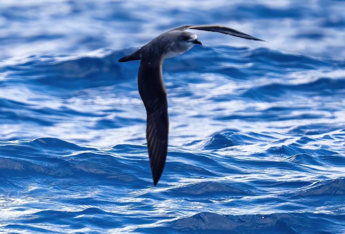 Herald Petrel - ML614320153