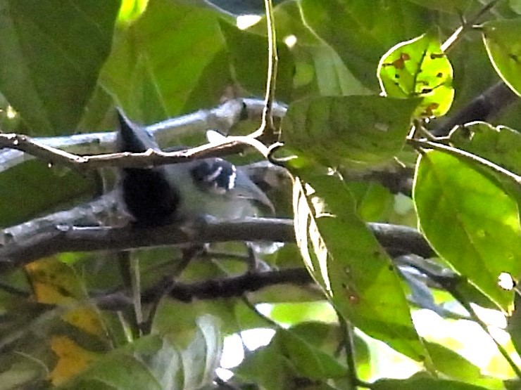 Band-tailed Antwren - Aldo Cruz