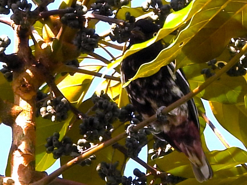 Cotinga porphyrion - ML614320203