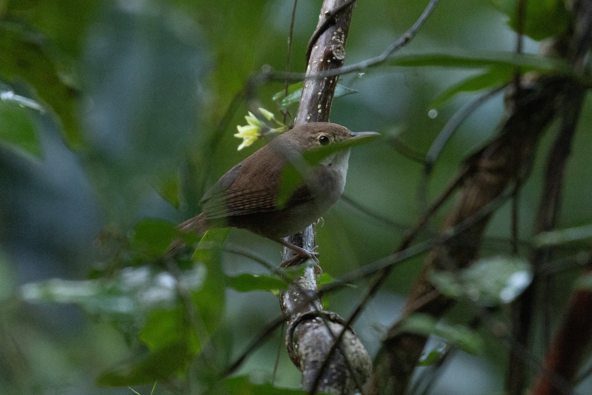 House Wren (Cozumel I.) - ML614320211