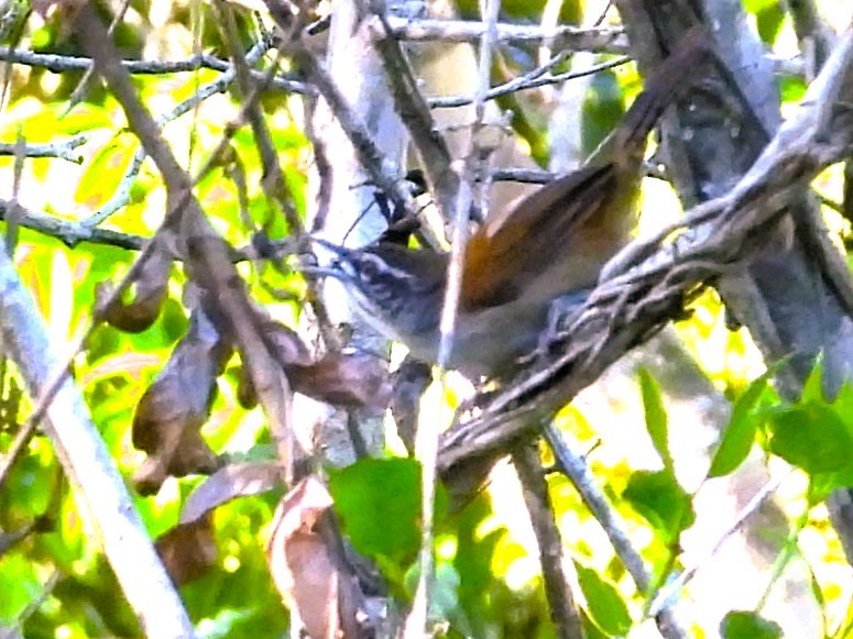 Moustached Wren - ML614320222