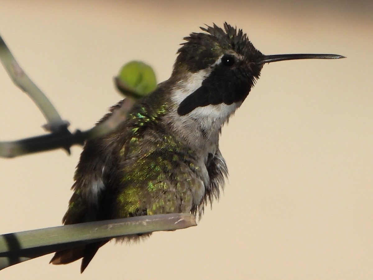 Costa's Hummingbird - ML614320259