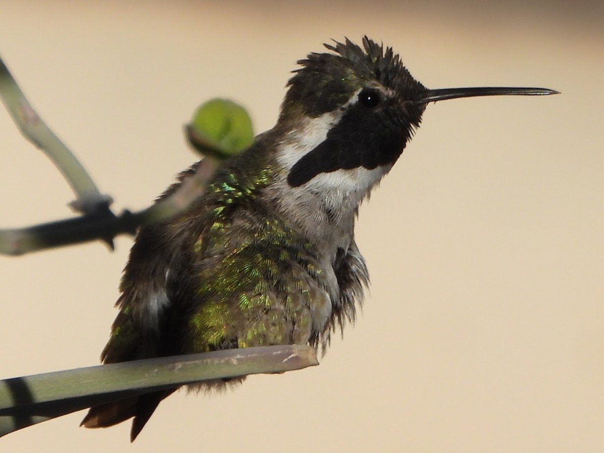 Colibri de Costa - ML614320259