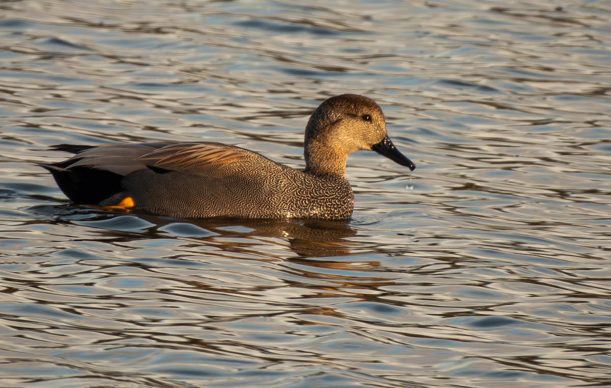 Gadwall - John Beshears