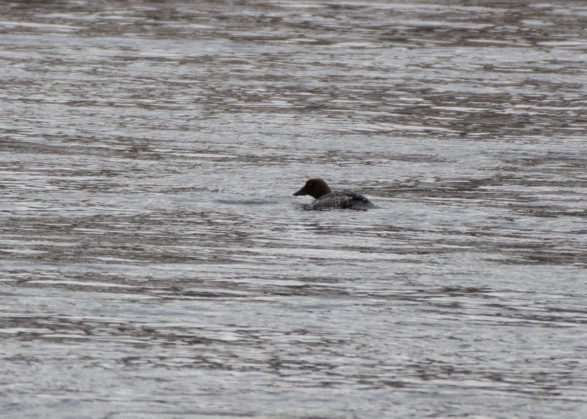 Common Goldeneye - ML614320263