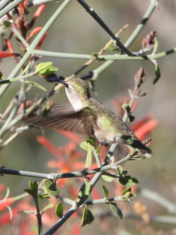 Costa's Hummingbird - ML614320268