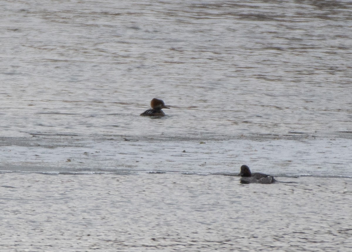 Hooded Merganser - ML614320269