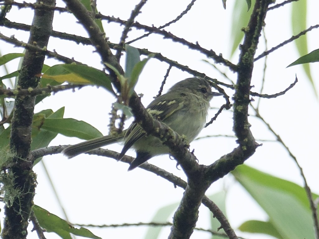 Bahia Tyrannulet - Yve Morrell