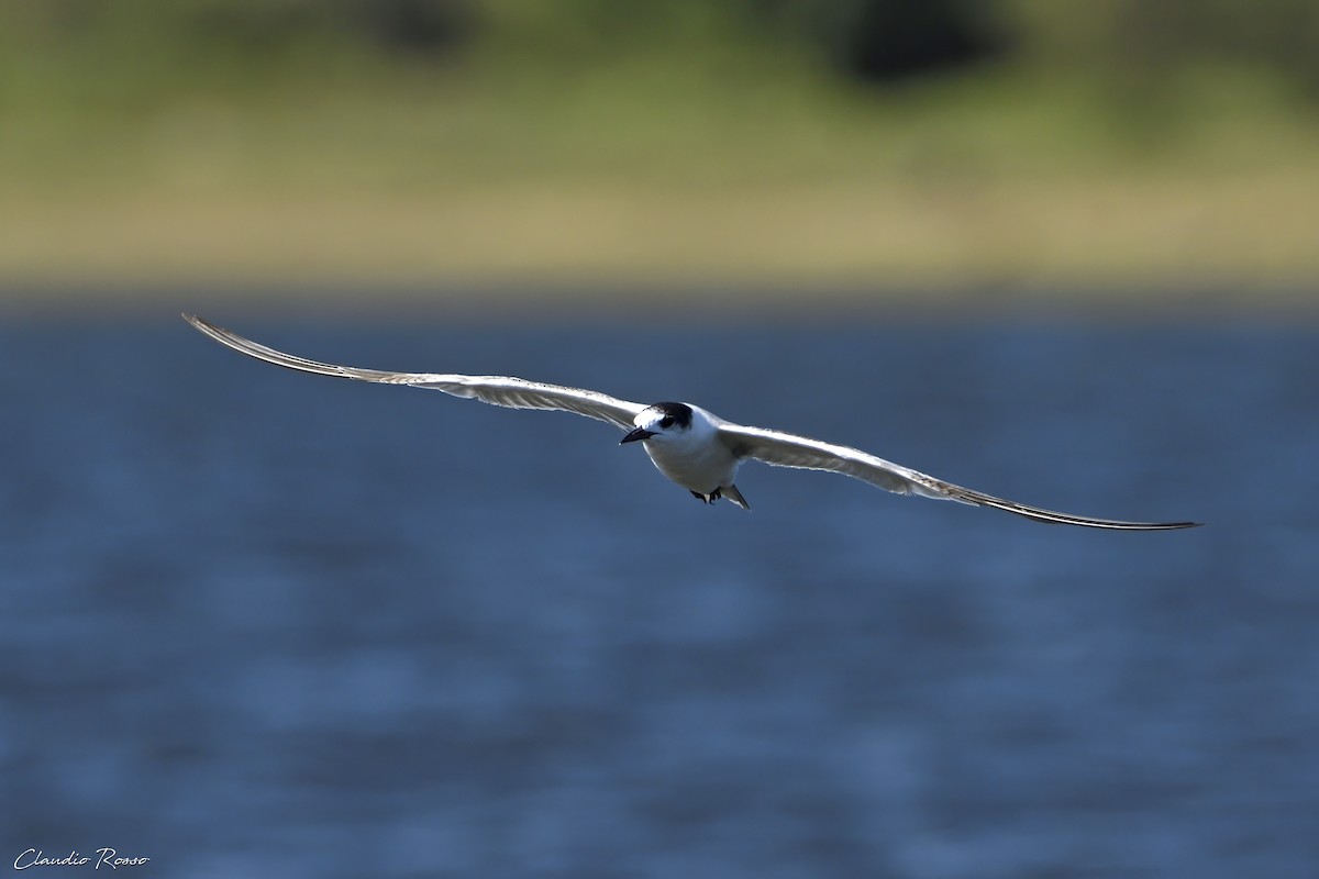 Common Tern - Claudio Rosso