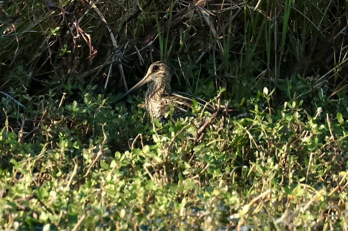 bekasina severoamerická - ML614320378