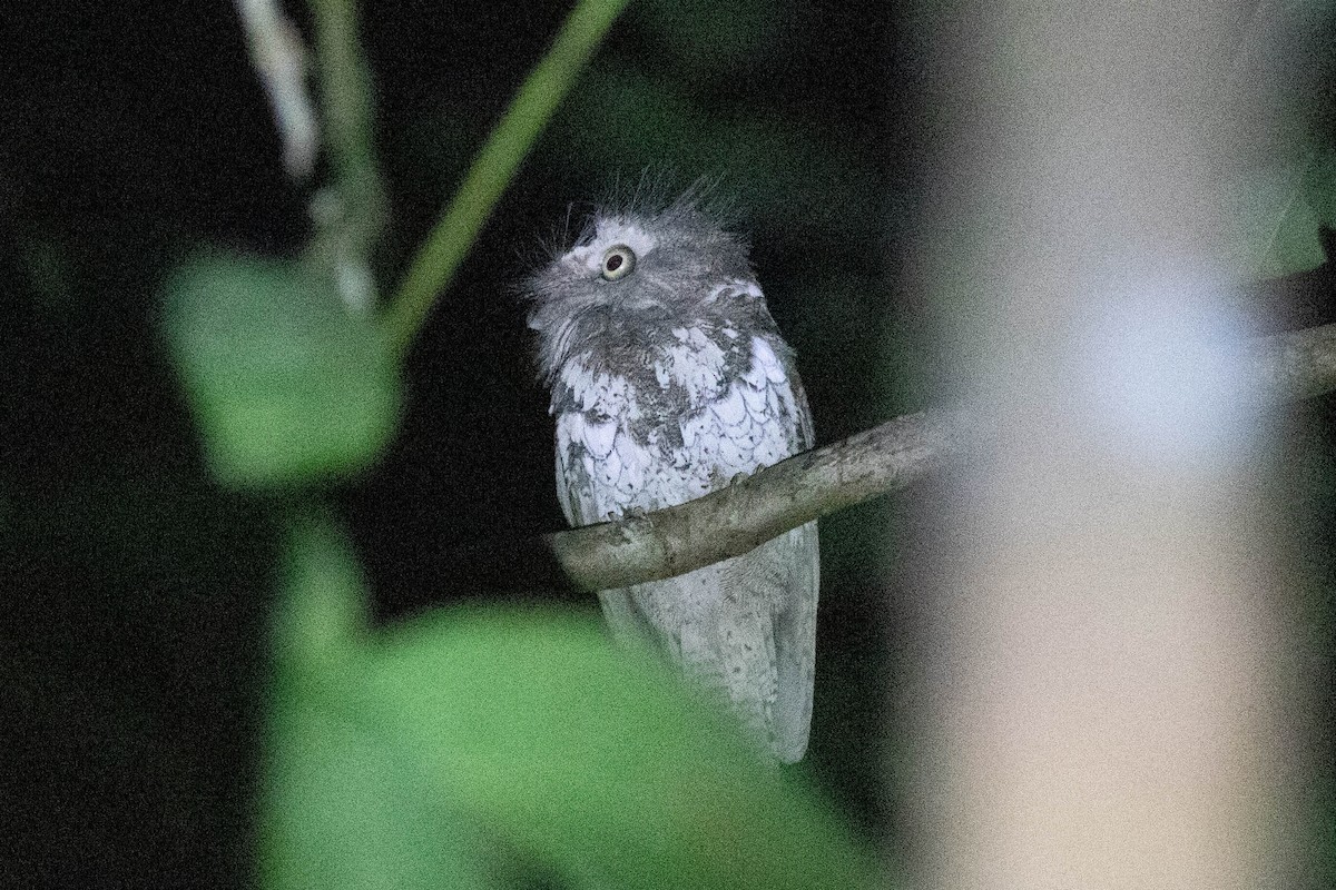 Palawan Frogmouth - Andrew Marden