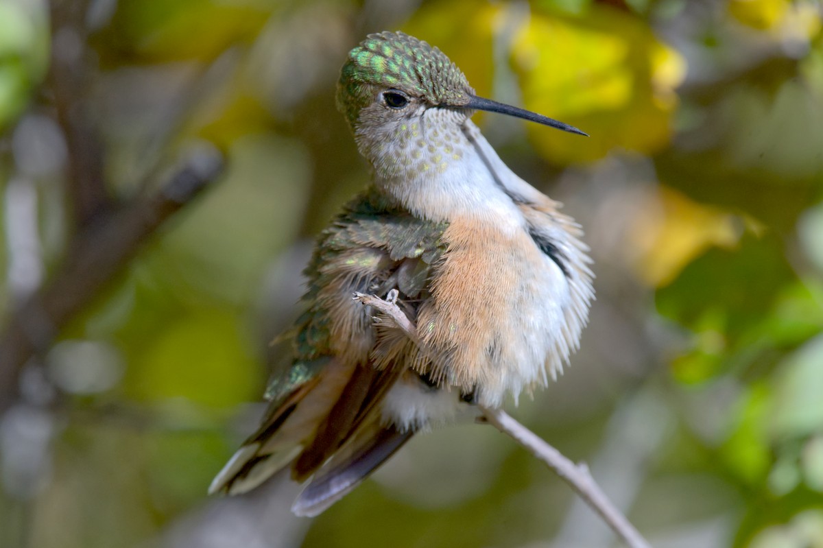 Broad-tailed Hummingbird - ML614320439