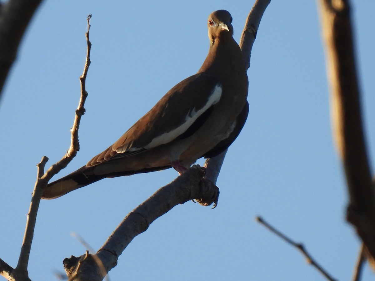 White-winged Dove - ML614320459