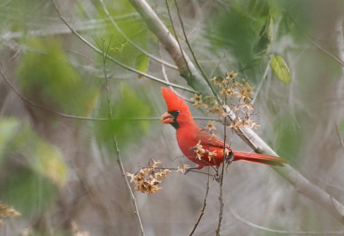 Northern Cardinal (Long-crested) - ML614320466