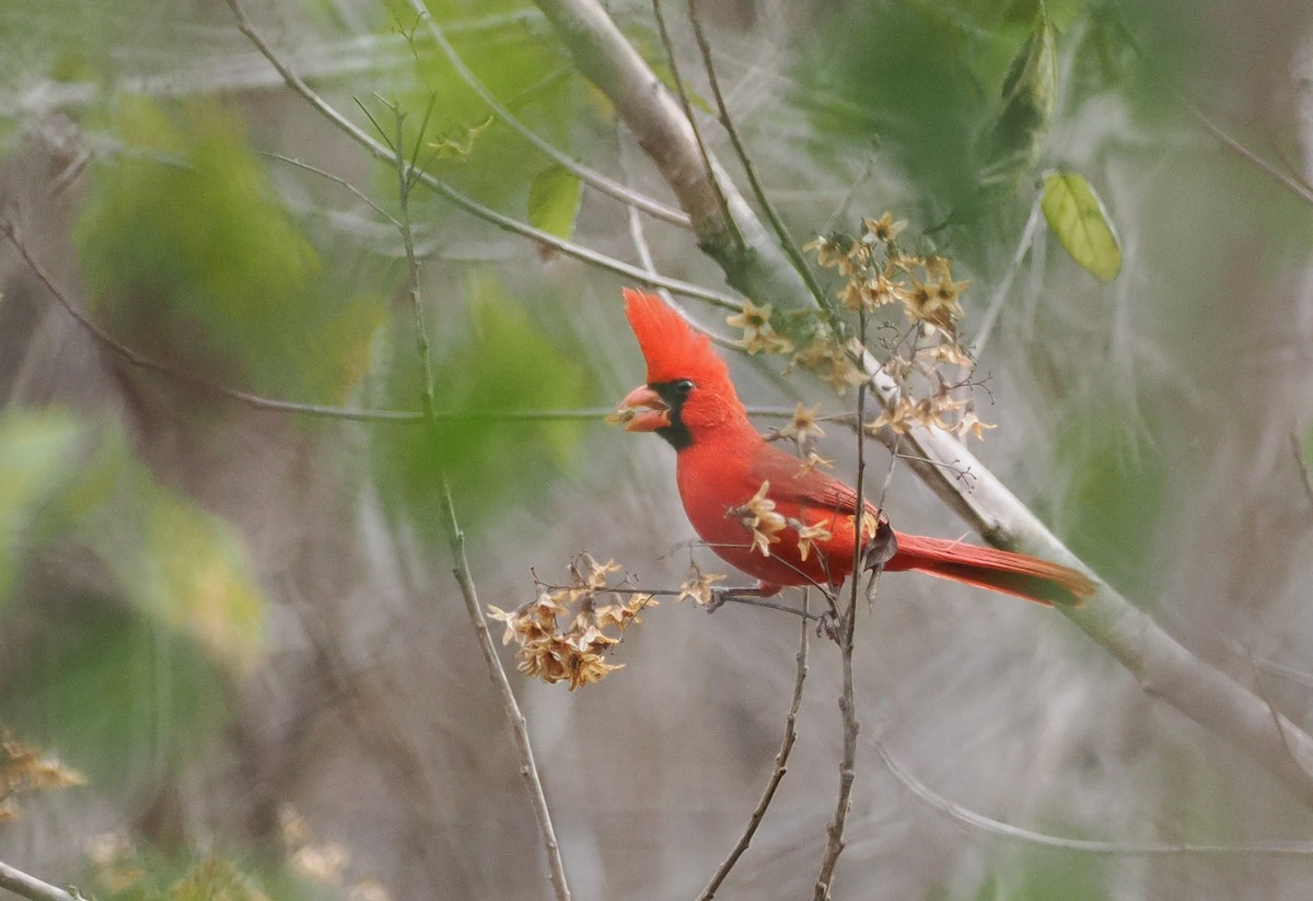 Northern Cardinal (Long-crested) - ML614320467