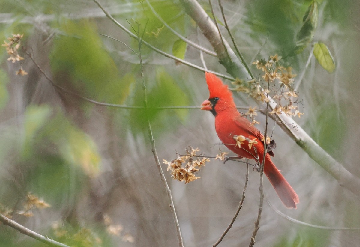 Northern Cardinal (Long-crested) - ML614320492