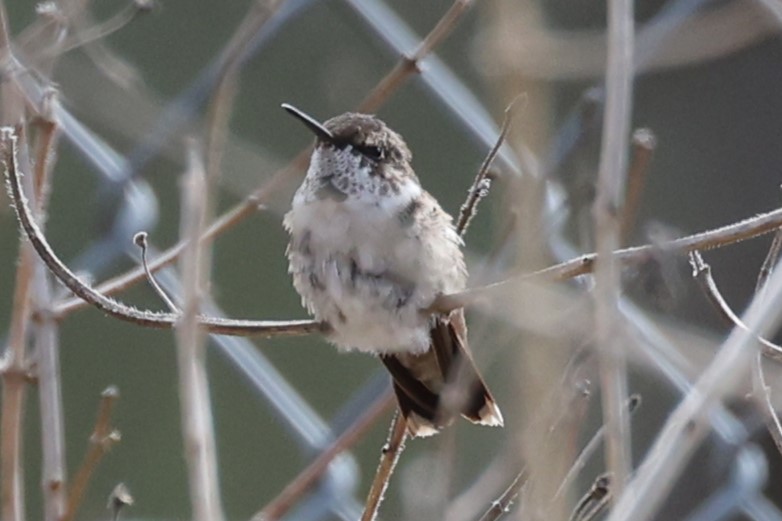 Ruby-throated Hummingbird - ML614320534