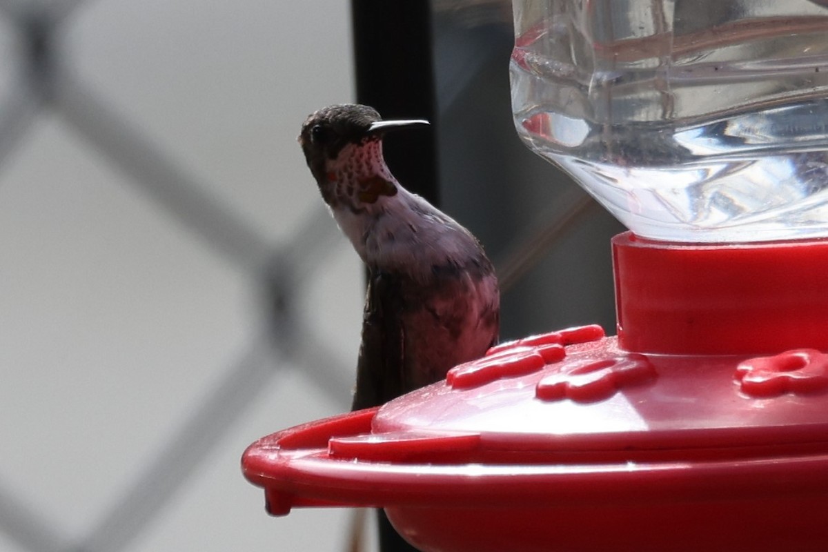 Ruby-throated Hummingbird - ML614320536