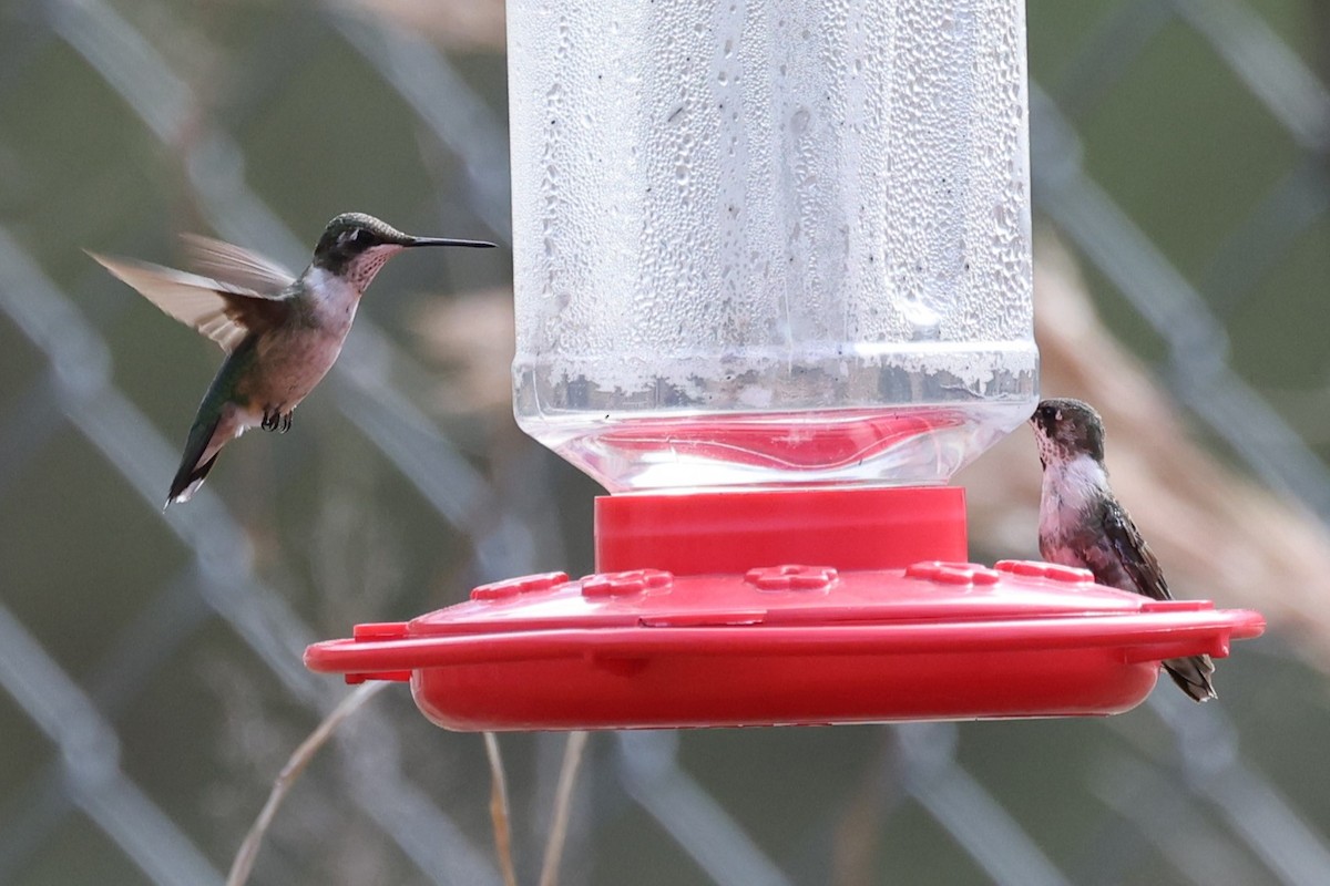 Ruby-throated Hummingbird - ML614320538