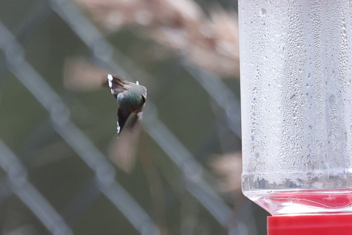 Ruby-throated Hummingbird - ML614320539