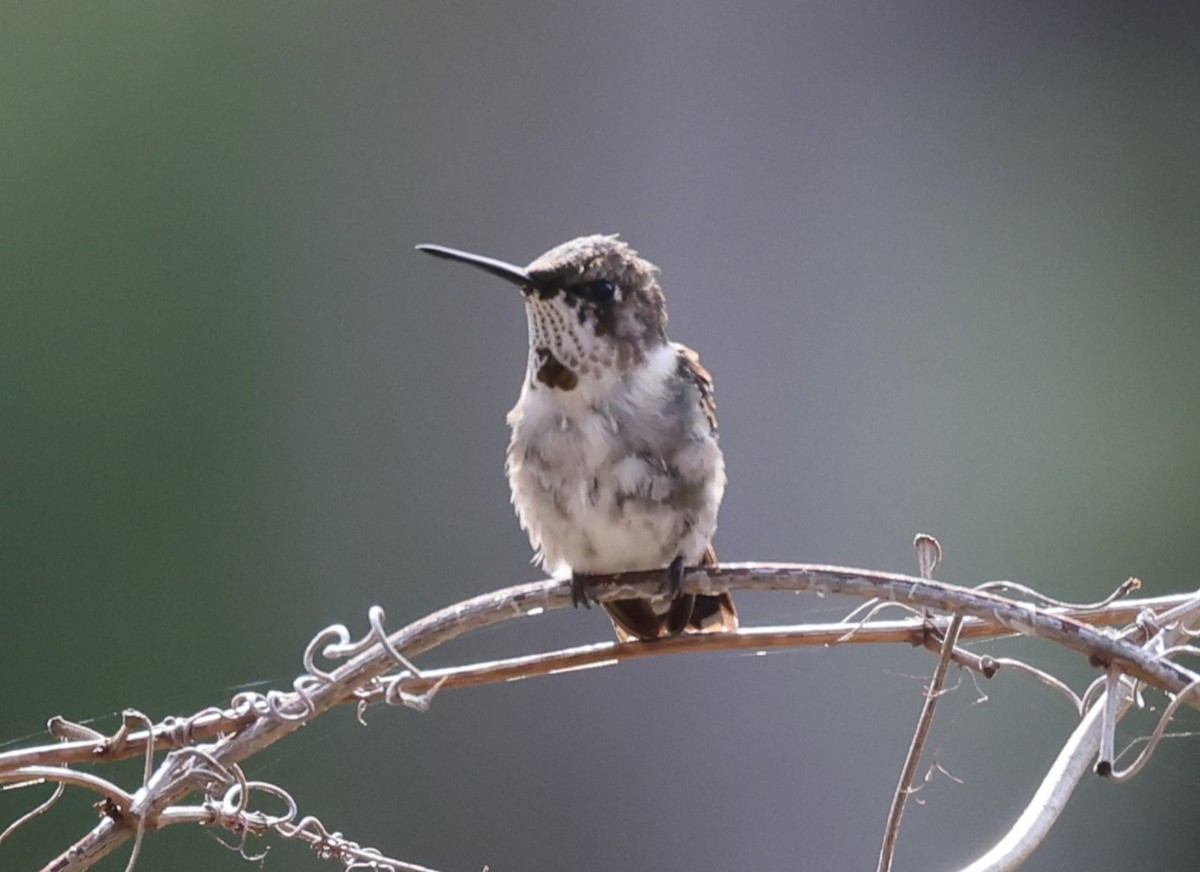 Ruby-throated Hummingbird - ML614320540