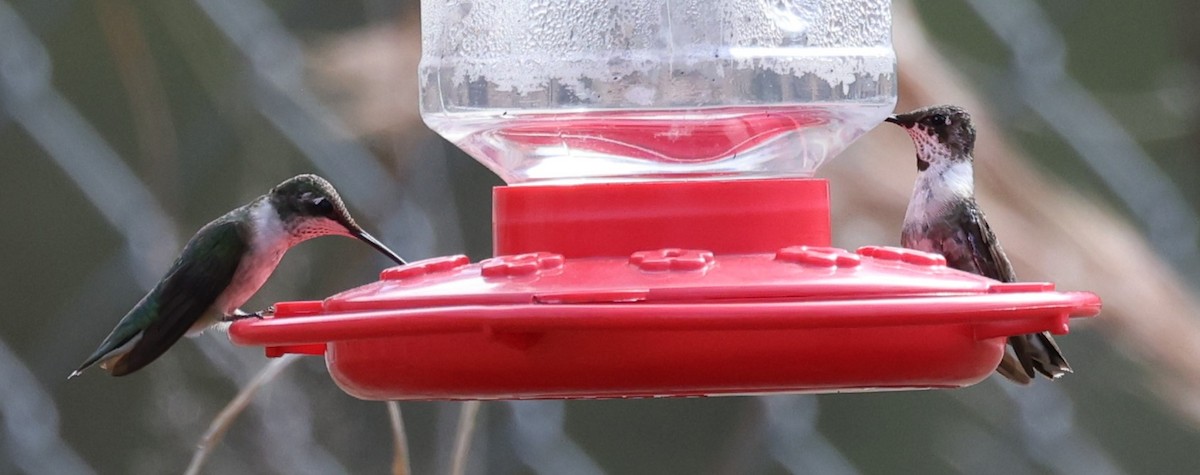 Ruby-throated Hummingbird - ML614320543