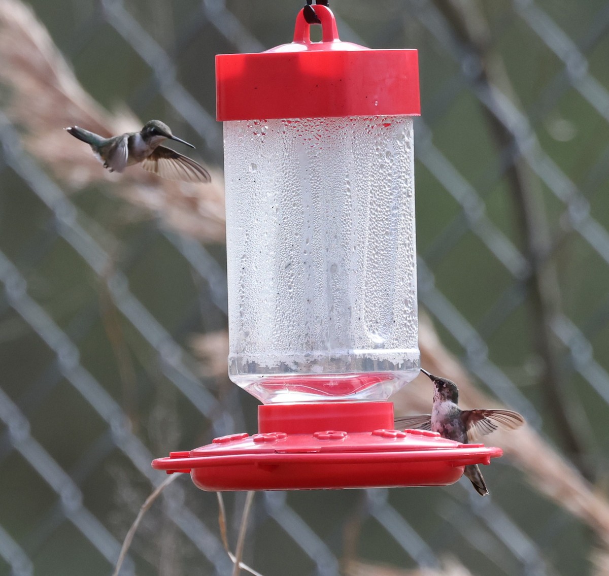 Ruby-throated Hummingbird - ML614320544