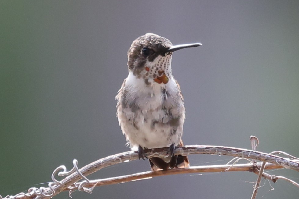 Ruby-throated Hummingbird - ML614320547