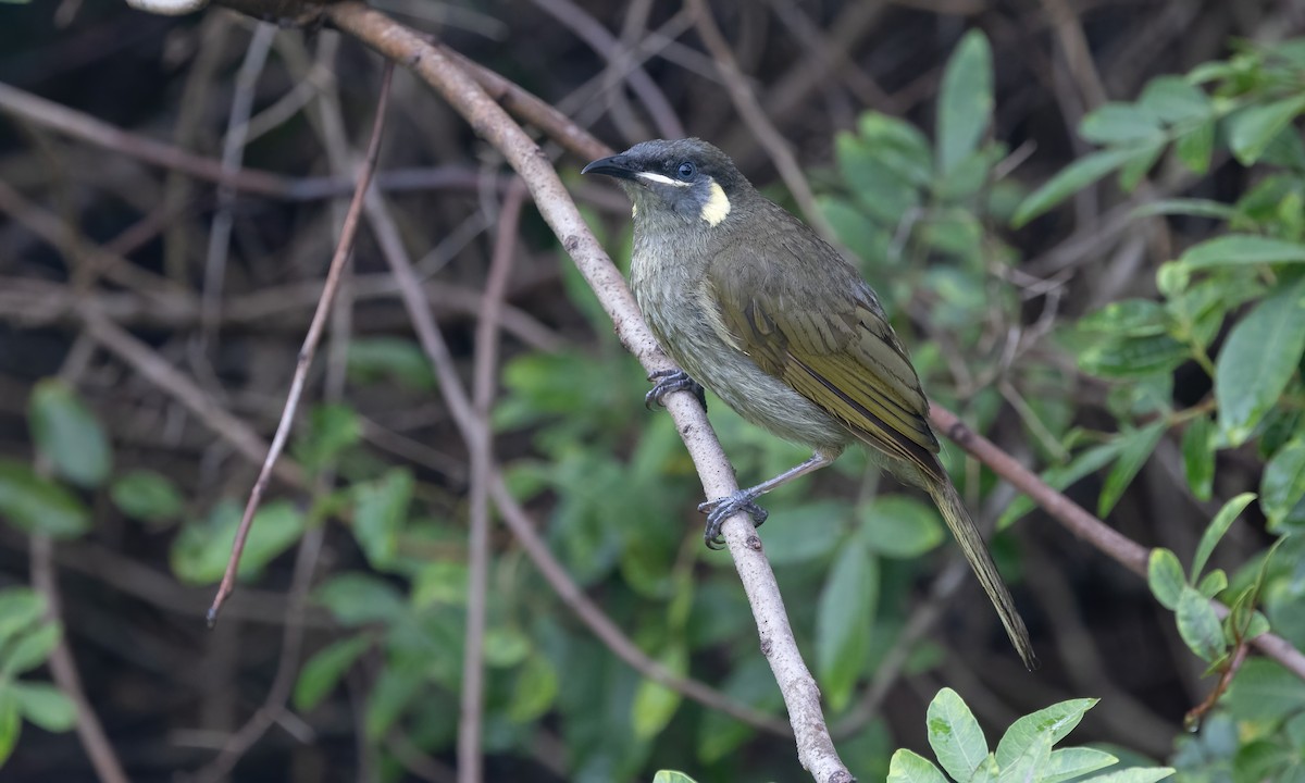 Lewin's Honeyeater - ML614320593