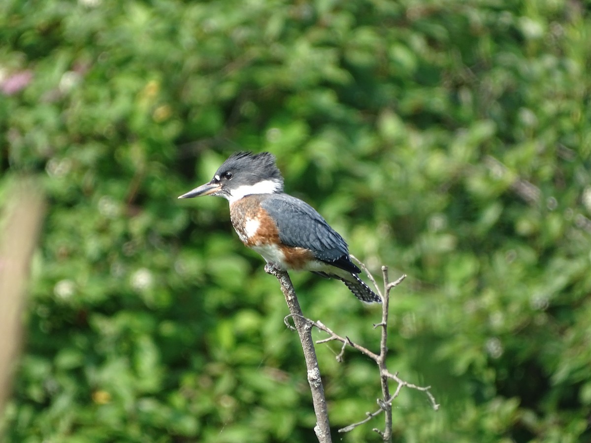 Martin-pêcheur d'Amérique - ML614320722