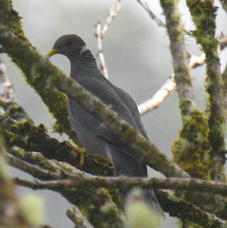 Band-tailed Pigeon - ML614320730