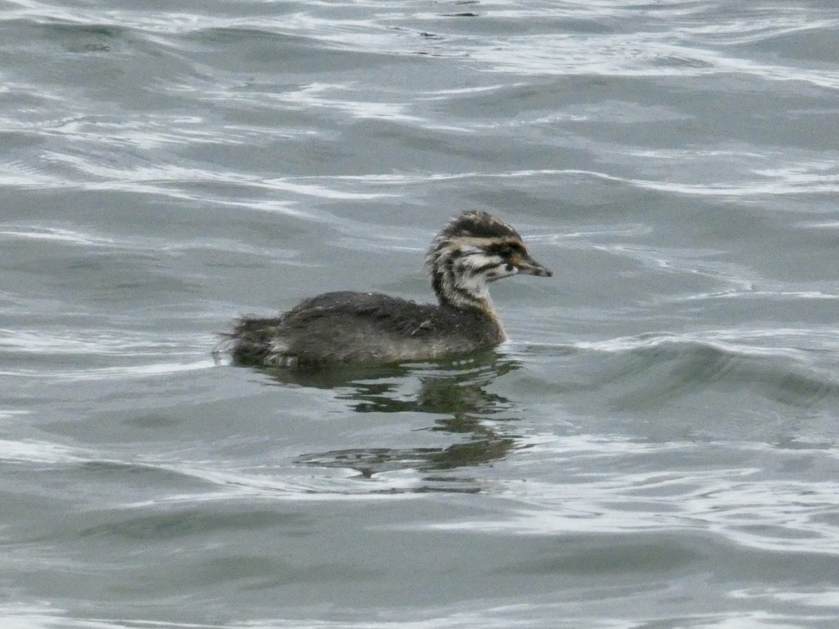 White-tufted Grebe - ML614320793