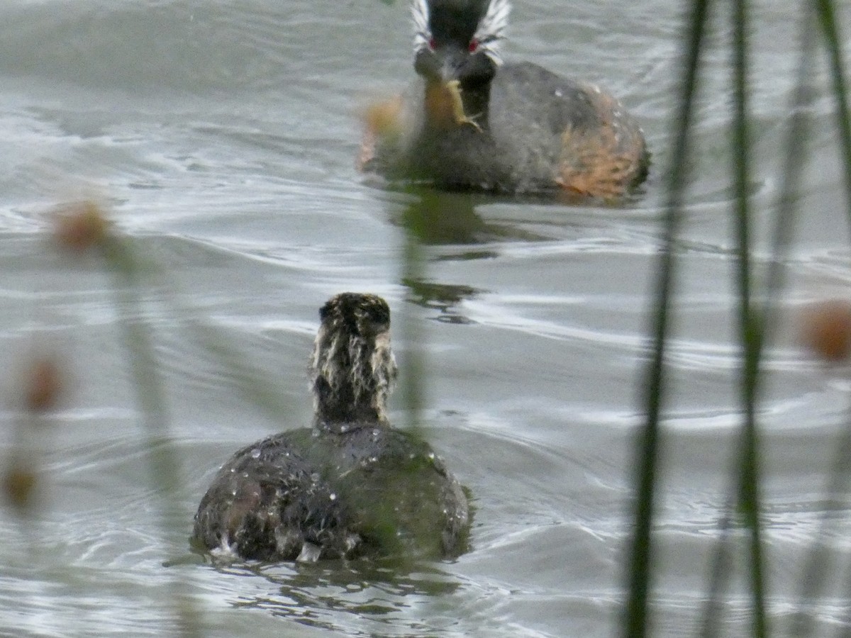 White-tufted Grebe - ML614320795