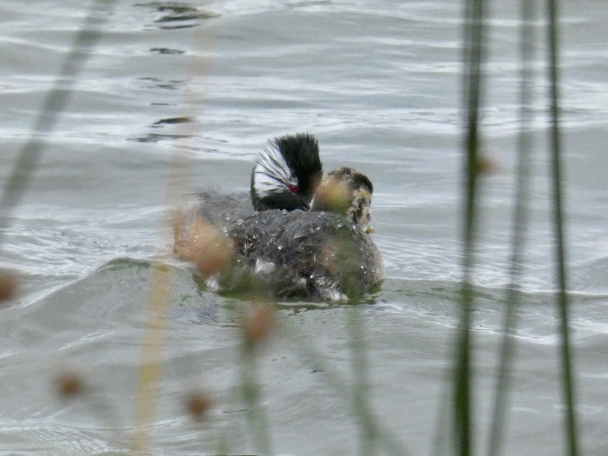 White-tufted Grebe - ML614320796