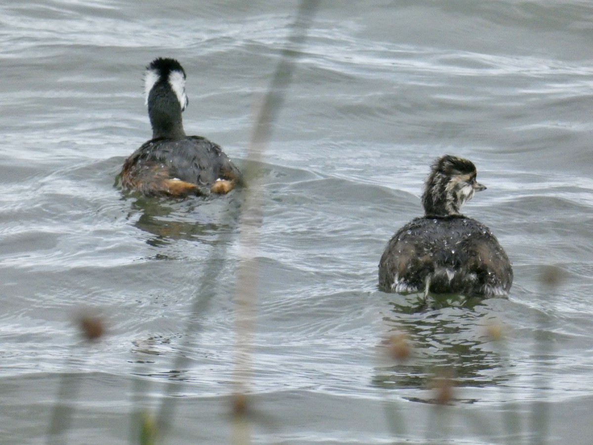 White-tufted Grebe - ML614320797