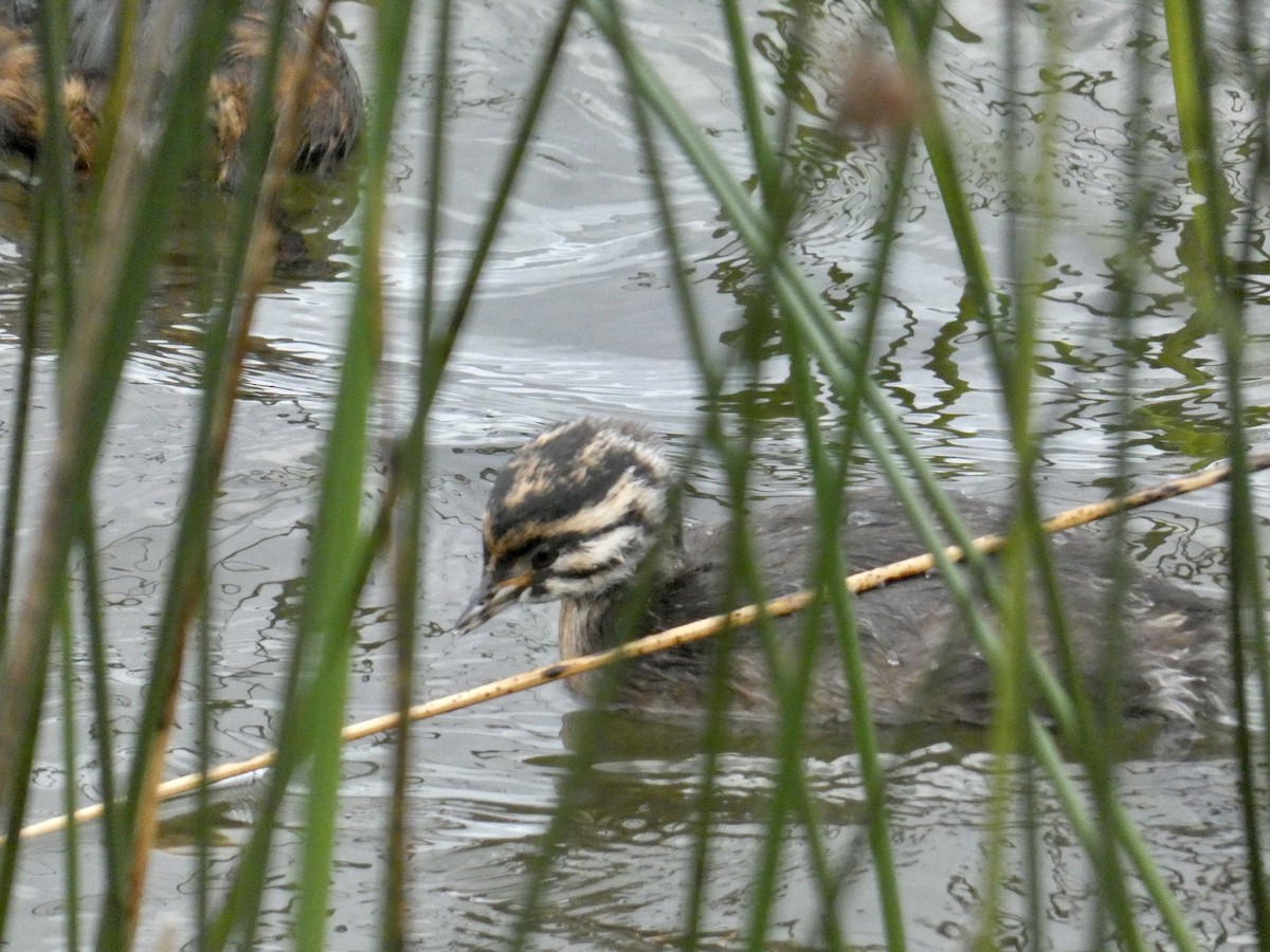 White-tufted Grebe - ML614320798